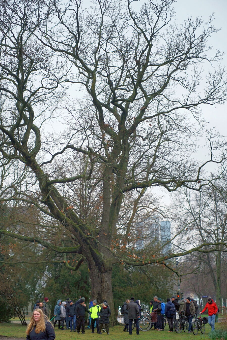 Birk Albert an einer alten Zerr-Eiche am Trinitatisplatz in Dresden.